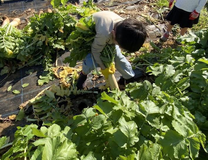 高松3丁目（練馬大根収穫体験）