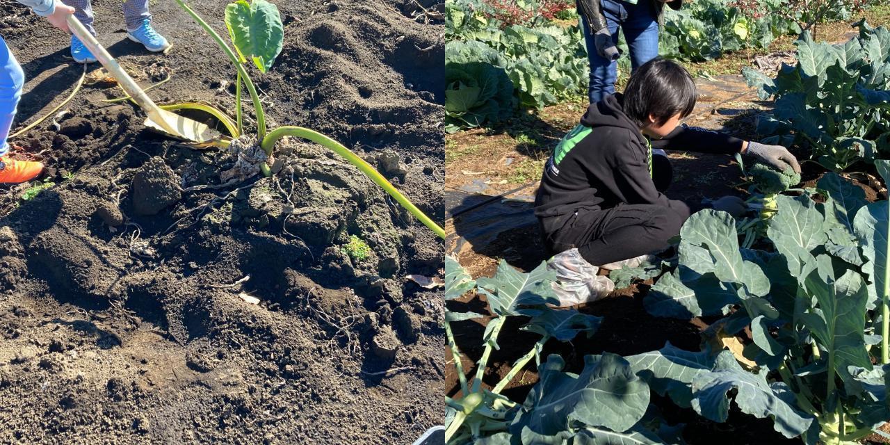 みやもとファーム（秋野菜の収穫体験など)