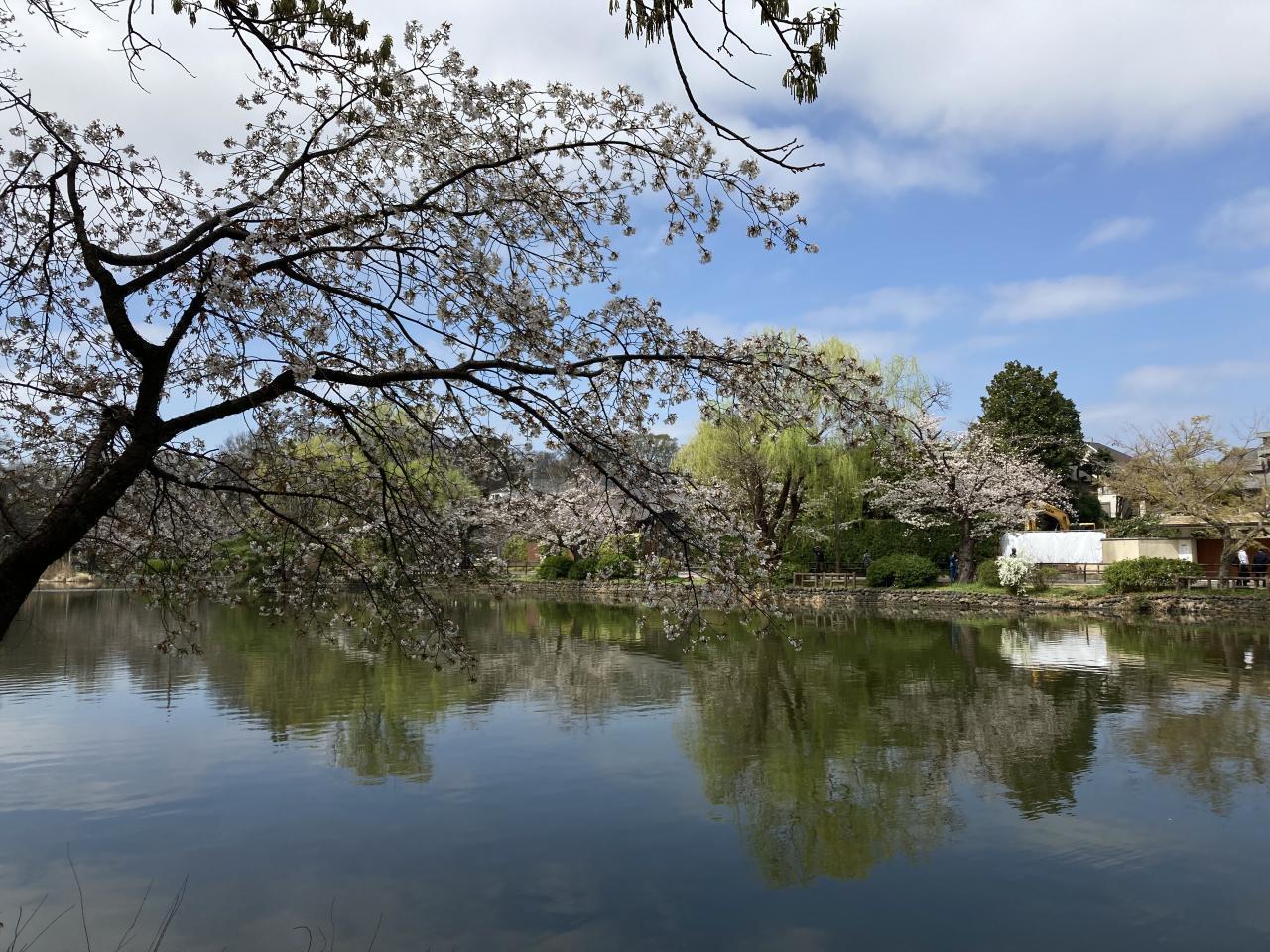 【ポイントその３】　石神井公園のふたつの池と生物たち