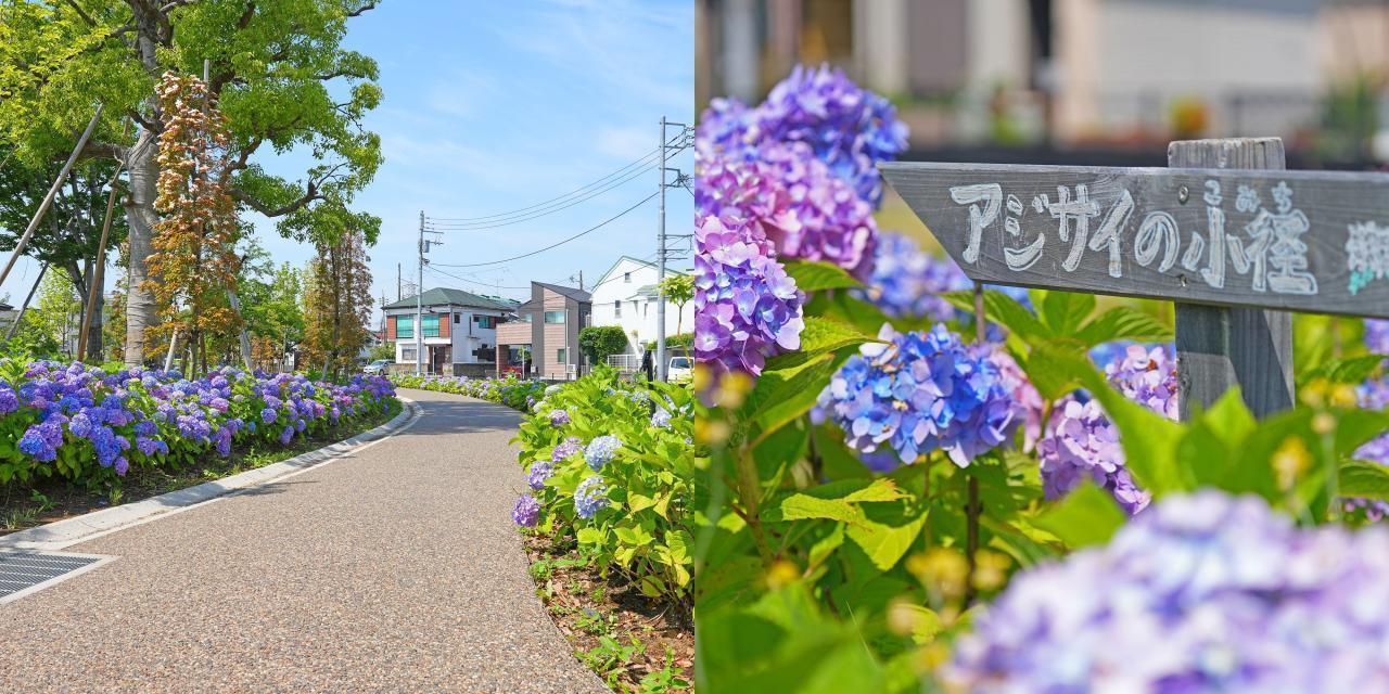 【ポイントその4】　としまえんの面影を継ぐ、新しいアジサイの名所「練馬城址公園」へ