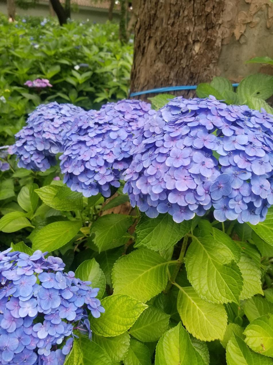 光が丘公園
