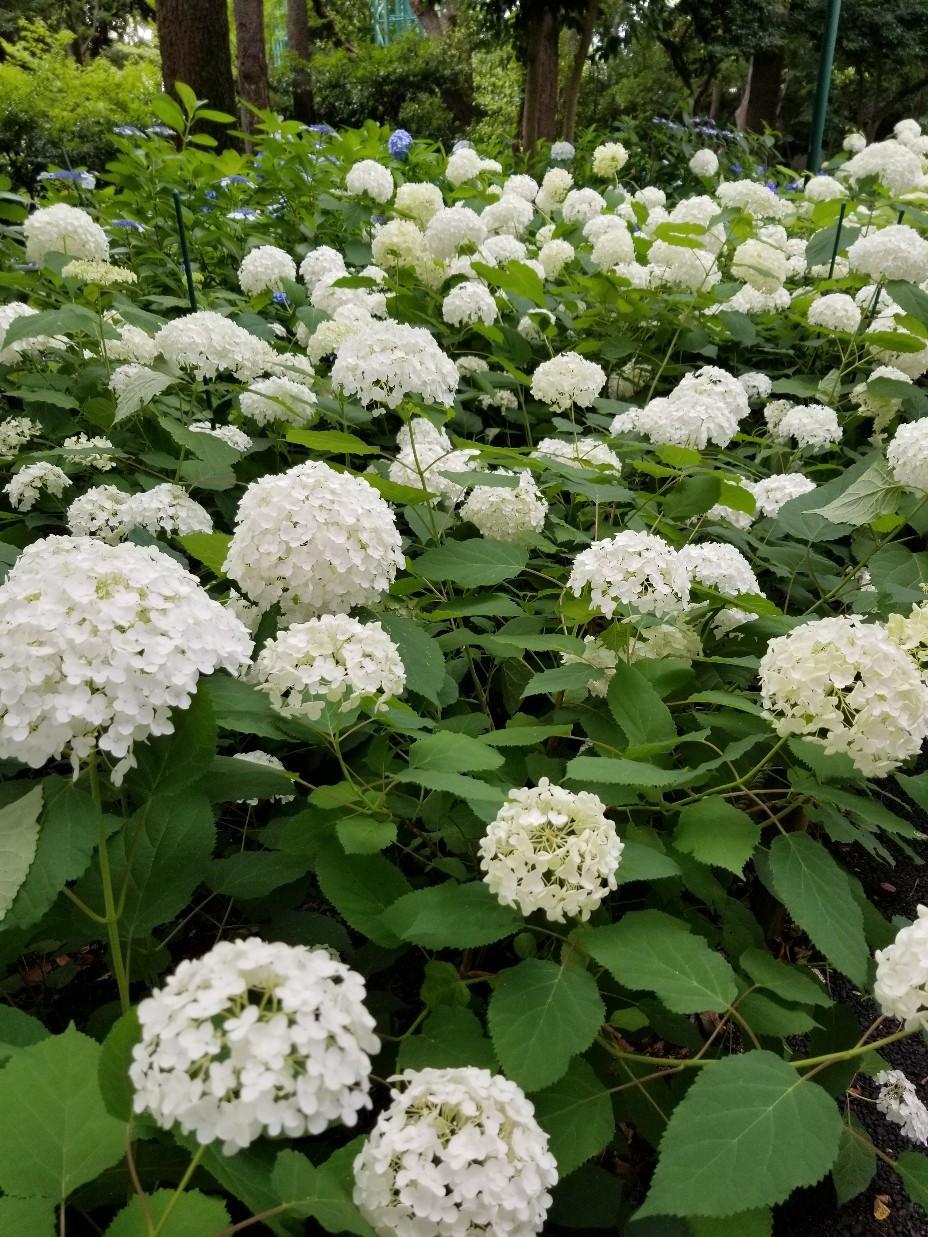 光が丘公園