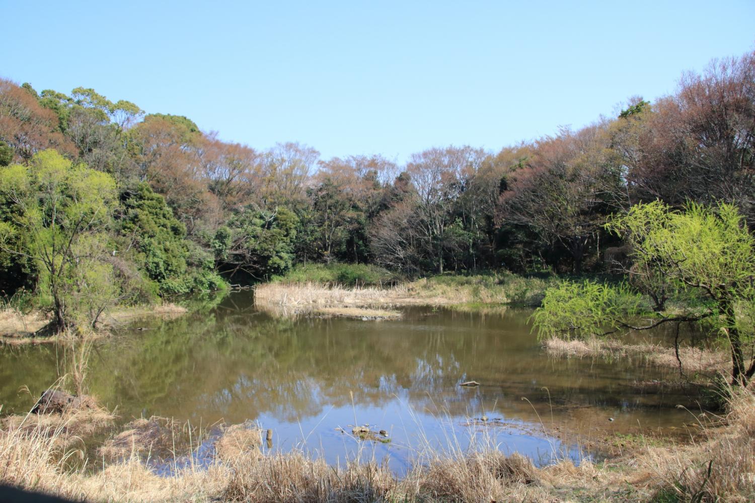 光が丘公園バードサンクチュアリ夜開園