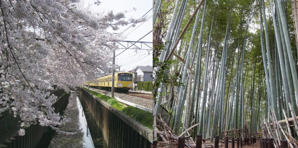 桜や屋敷林に癒される