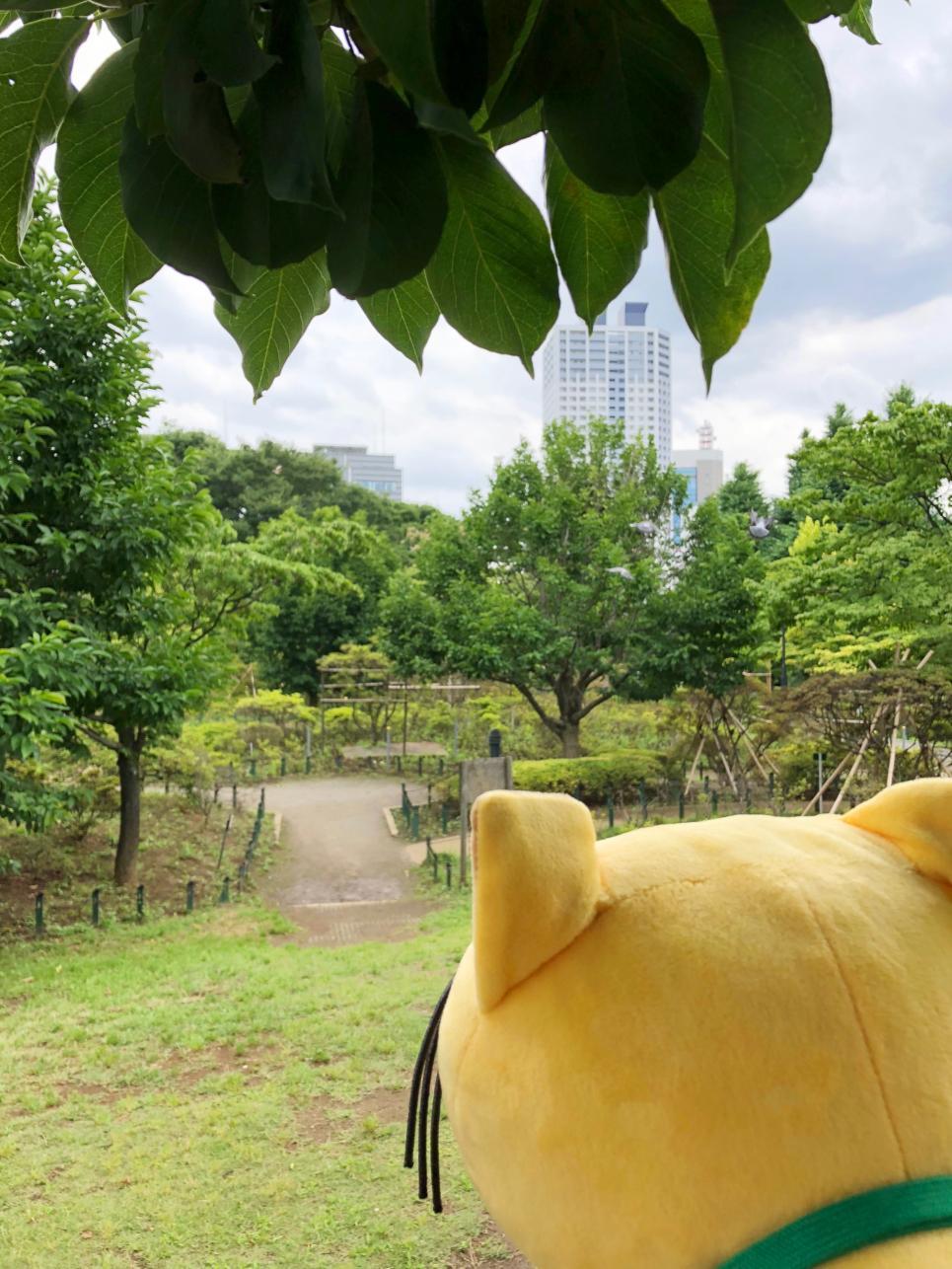 丘でごろん。平成つつじ公園