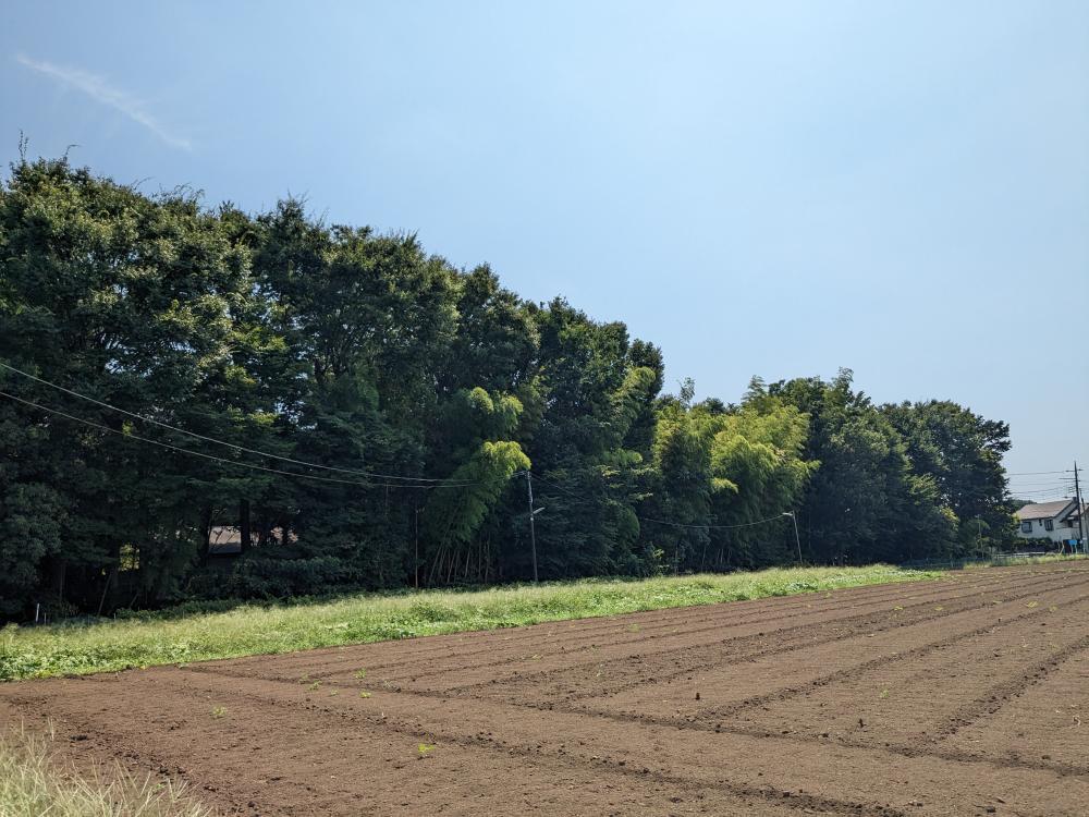 井口家の屋敷林と周辺農地