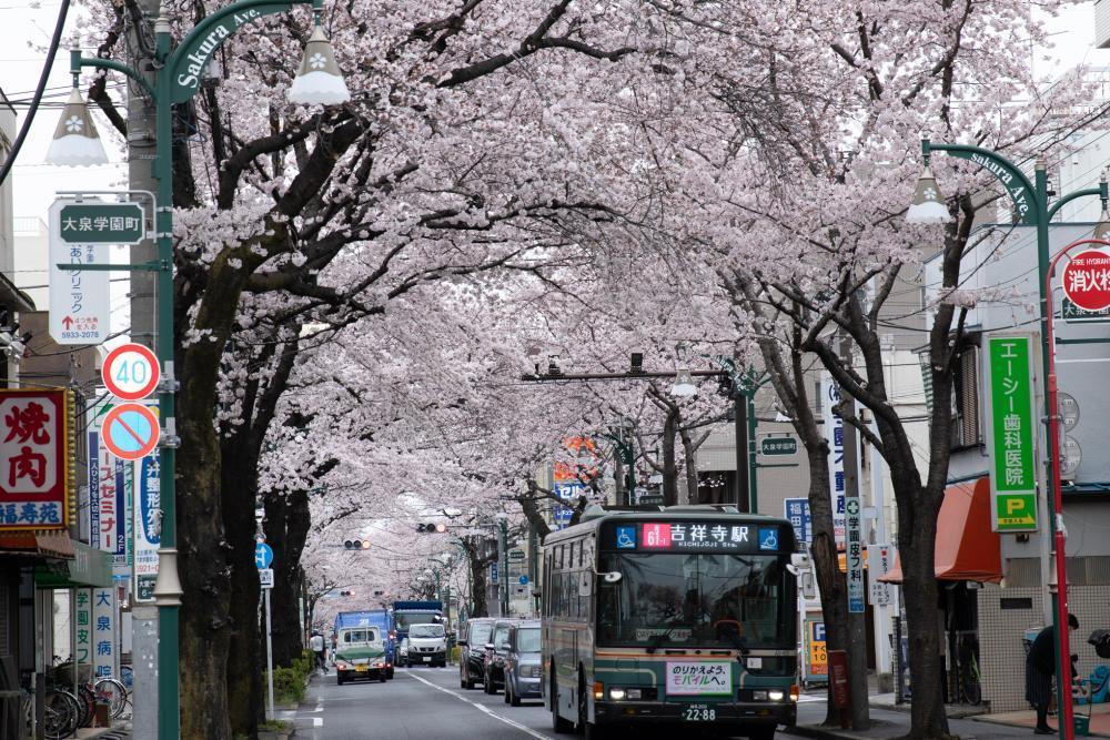 大泉学園通りの桜並木