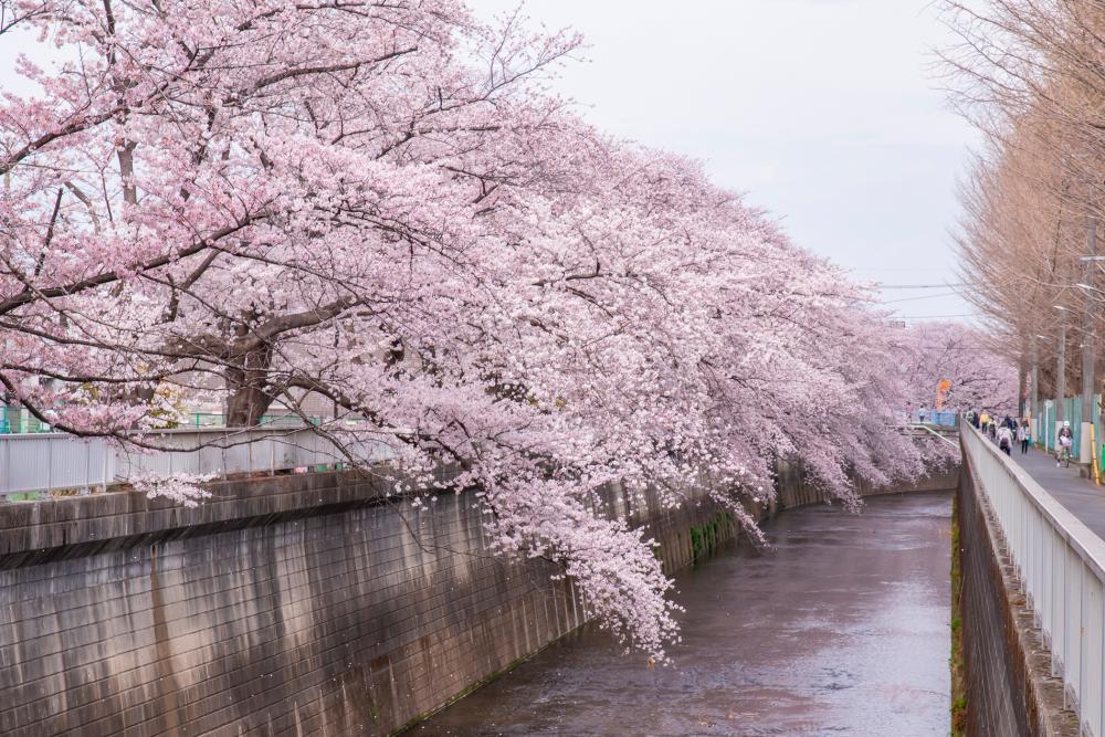 石神井川沿いの桜