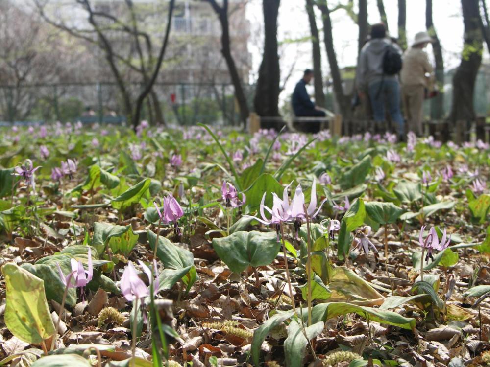 清水山の森