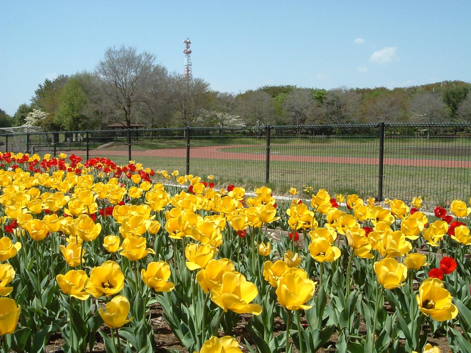 大泉中央公園