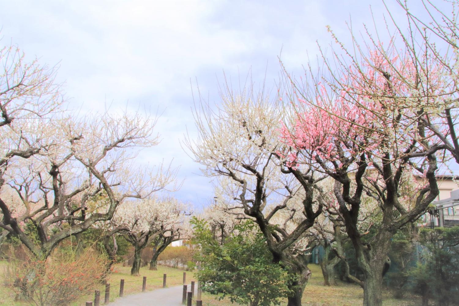 田柄梅林公園