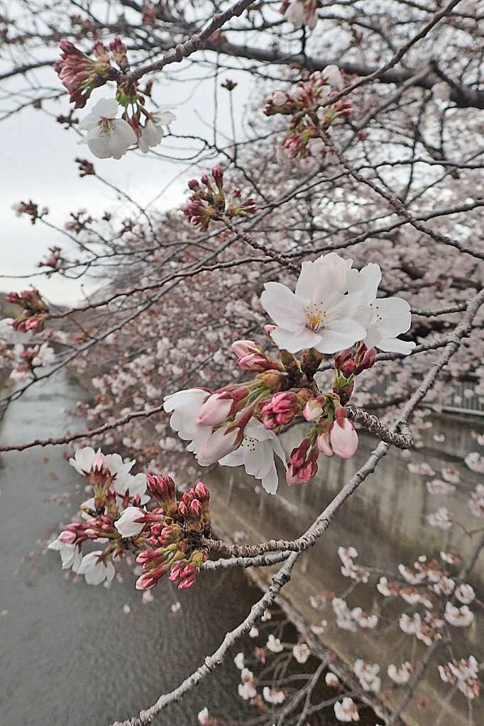 羽根木橋からの桜花です