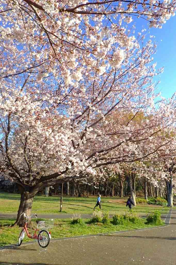 城北公園の桜