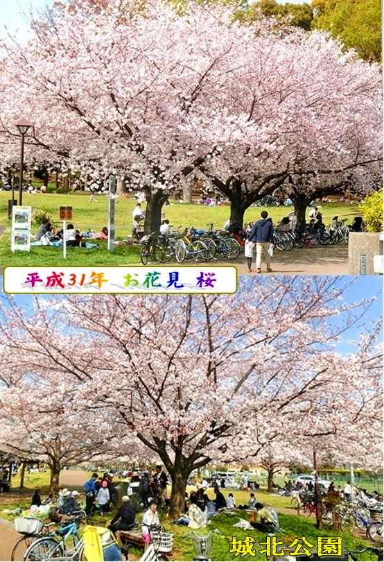 平成31年　お花見　桜　平和