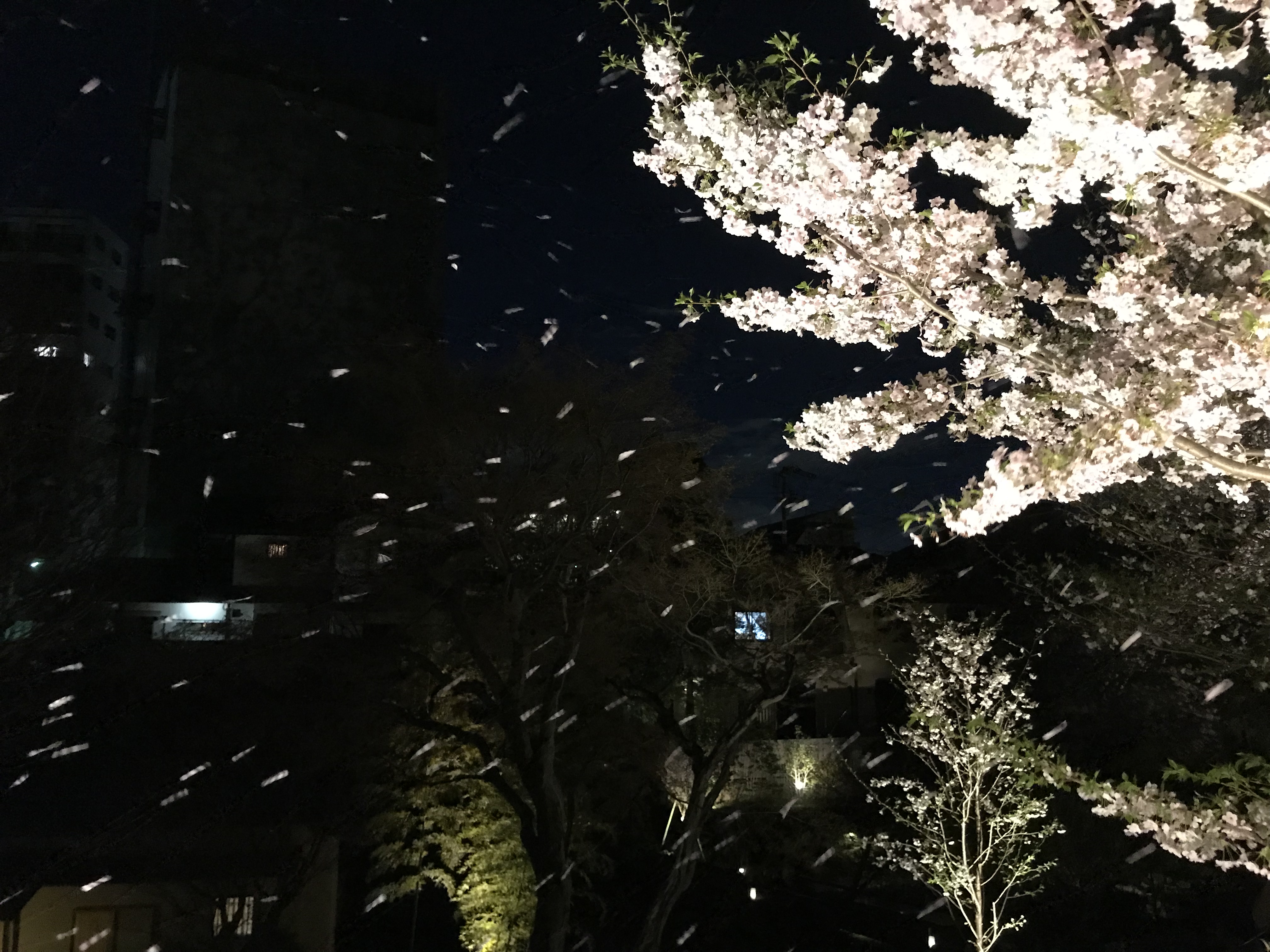 向山庭園の桜ライトアップ 2