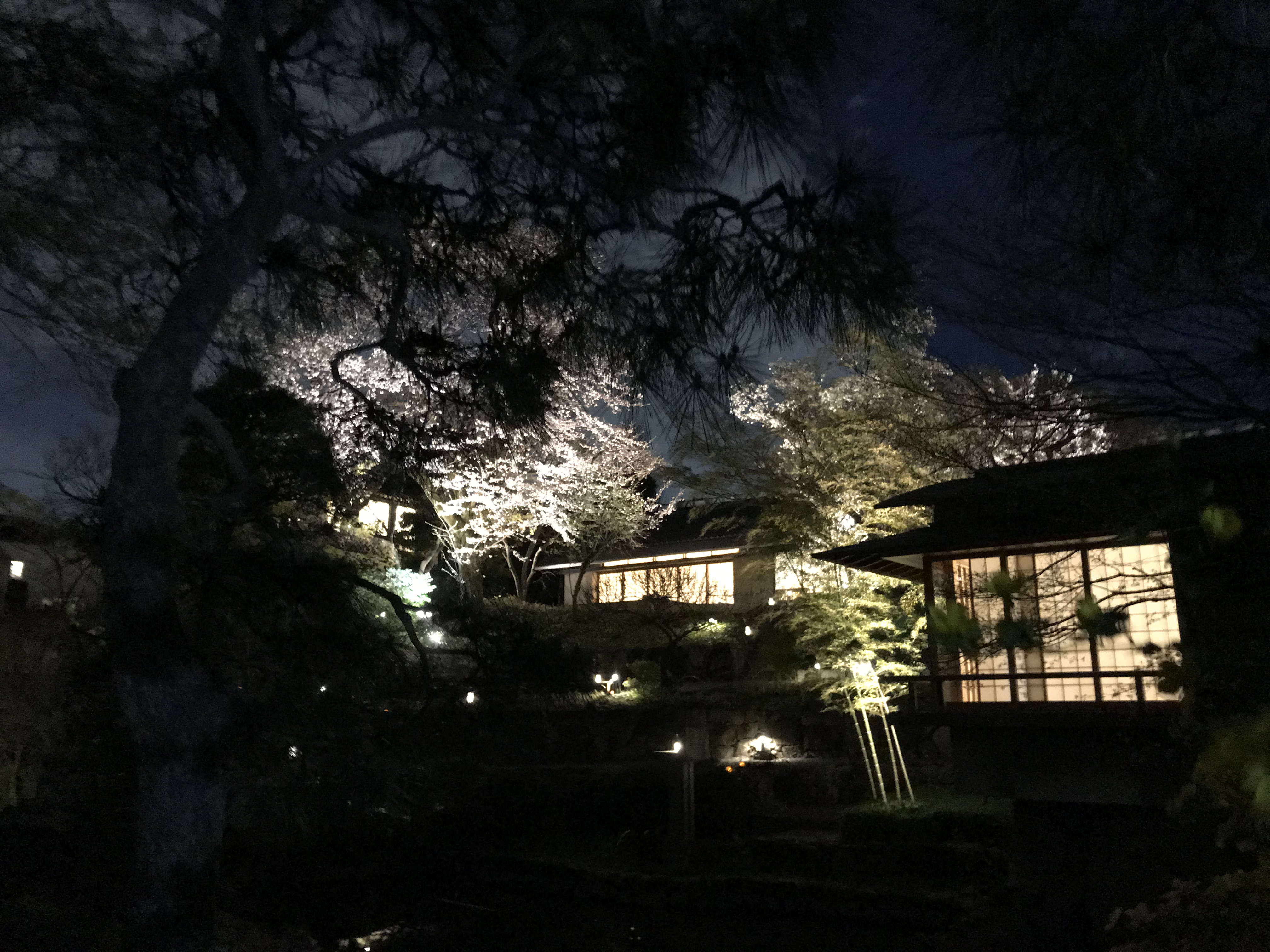 向山庭園の桜ライトアップ 3