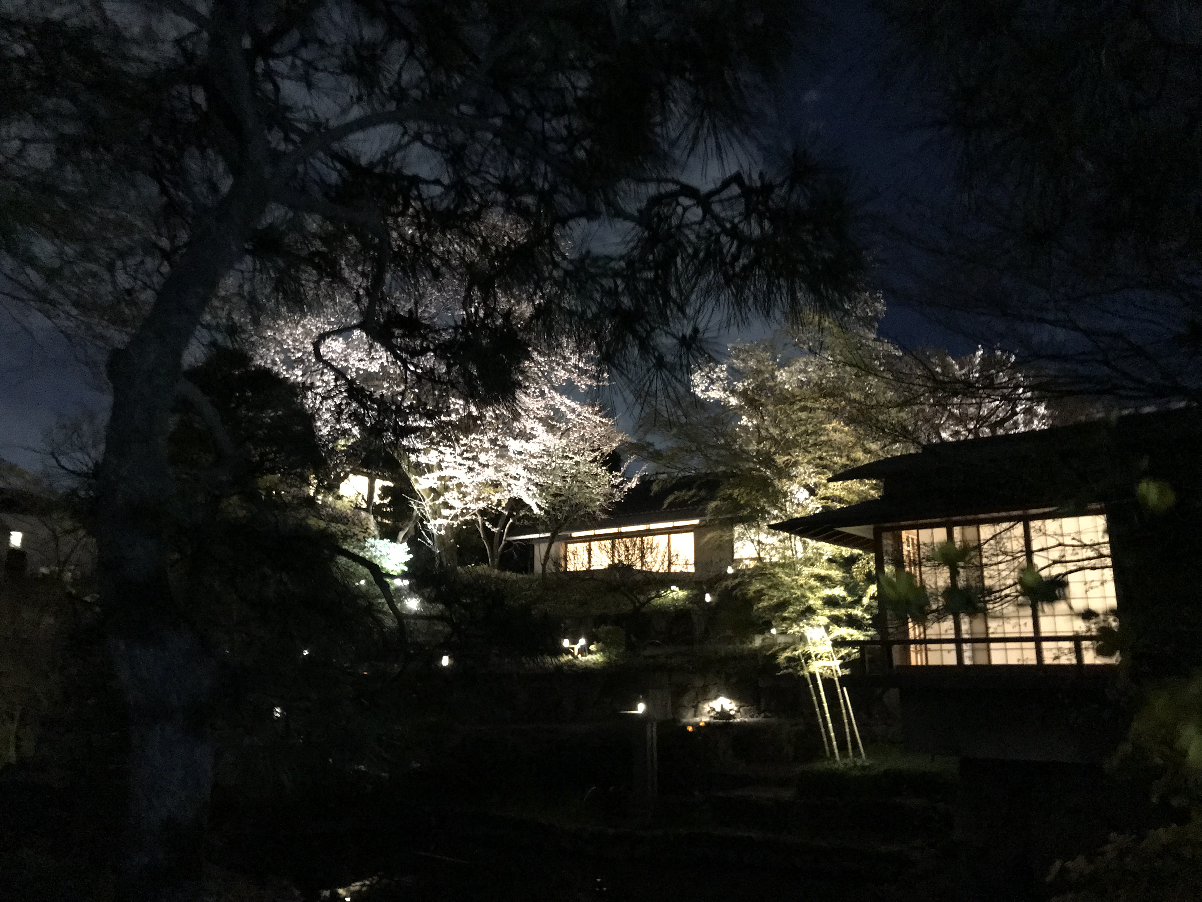 向山庭園の桜ライトアップ 画像