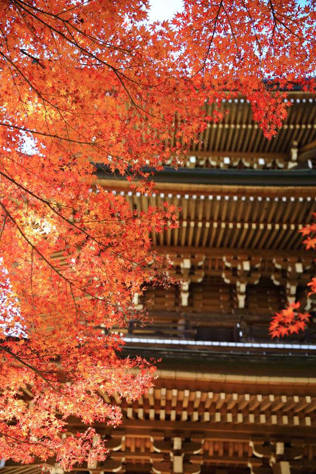 道成寺の紅葉