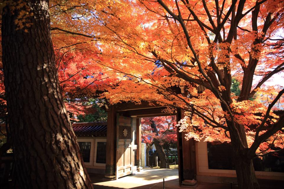 道成寺の紅葉 2