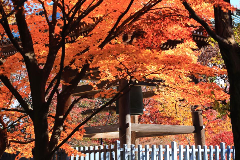 道成寺の紅葉 3
