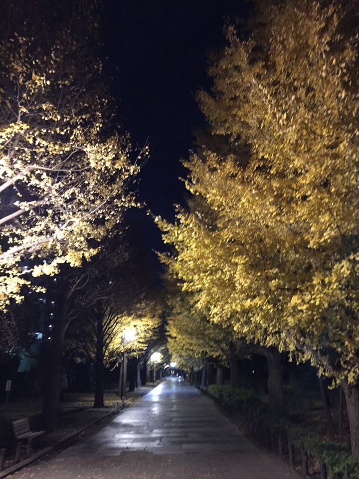 光が丘銀杏通りの夜景です。 1