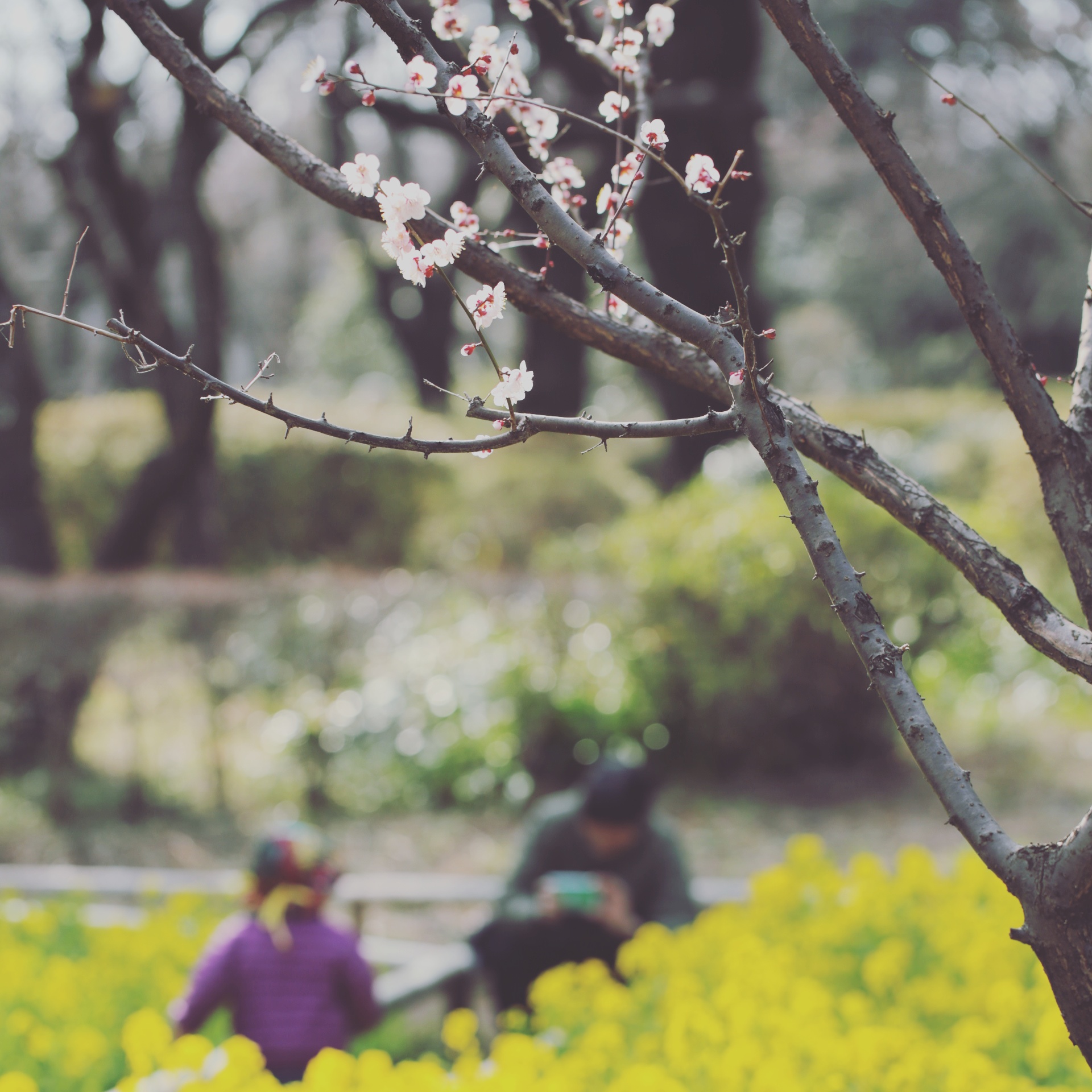 菜の花満開