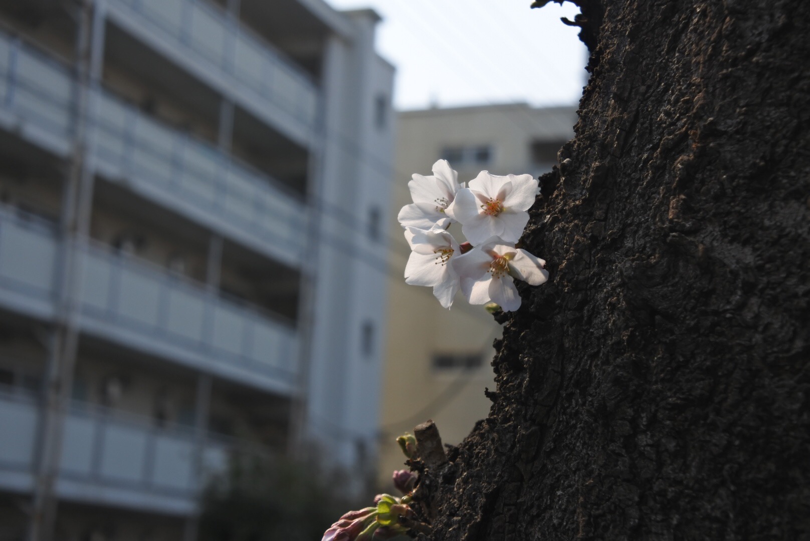 桜が咲きました 1