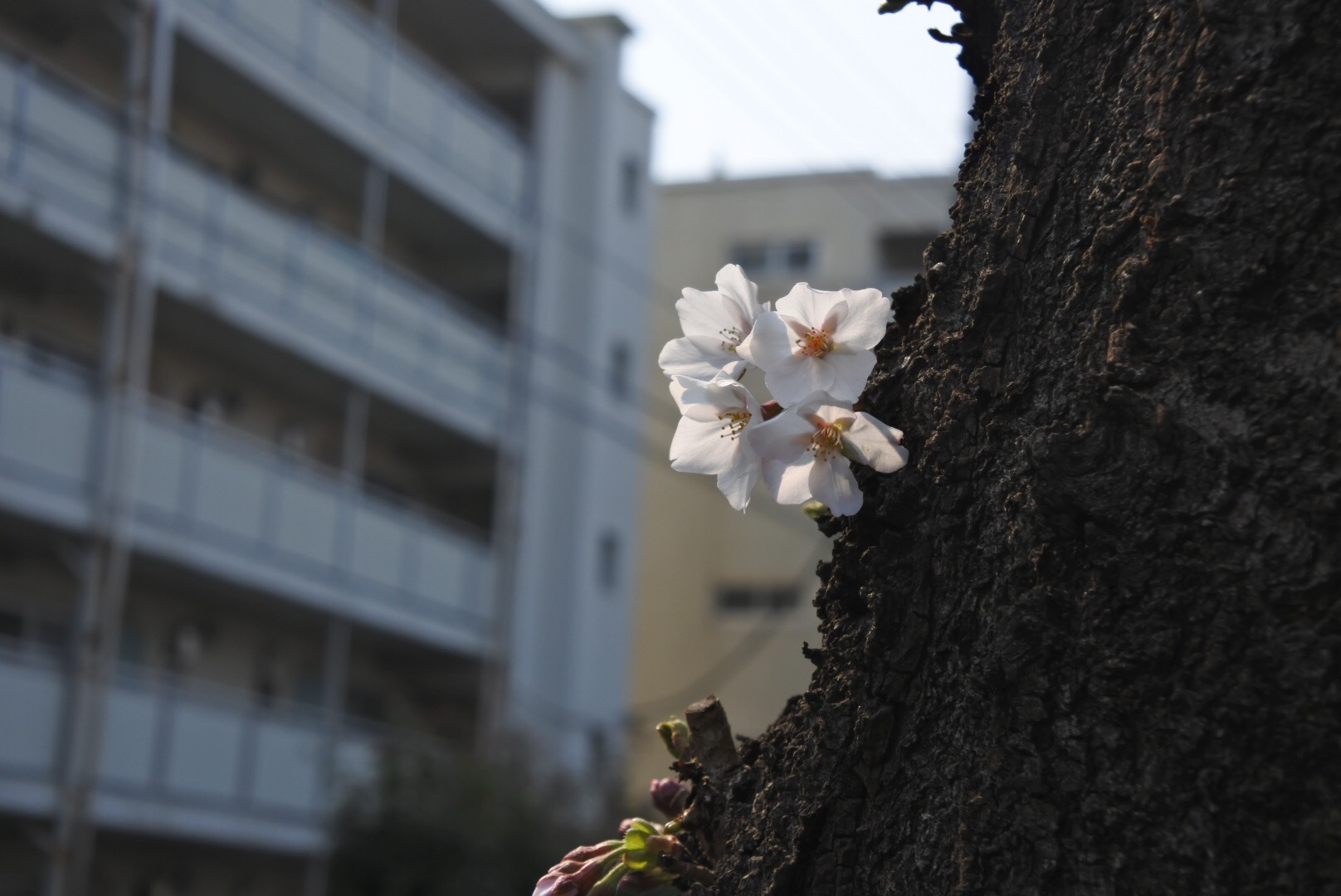 桜が咲きました