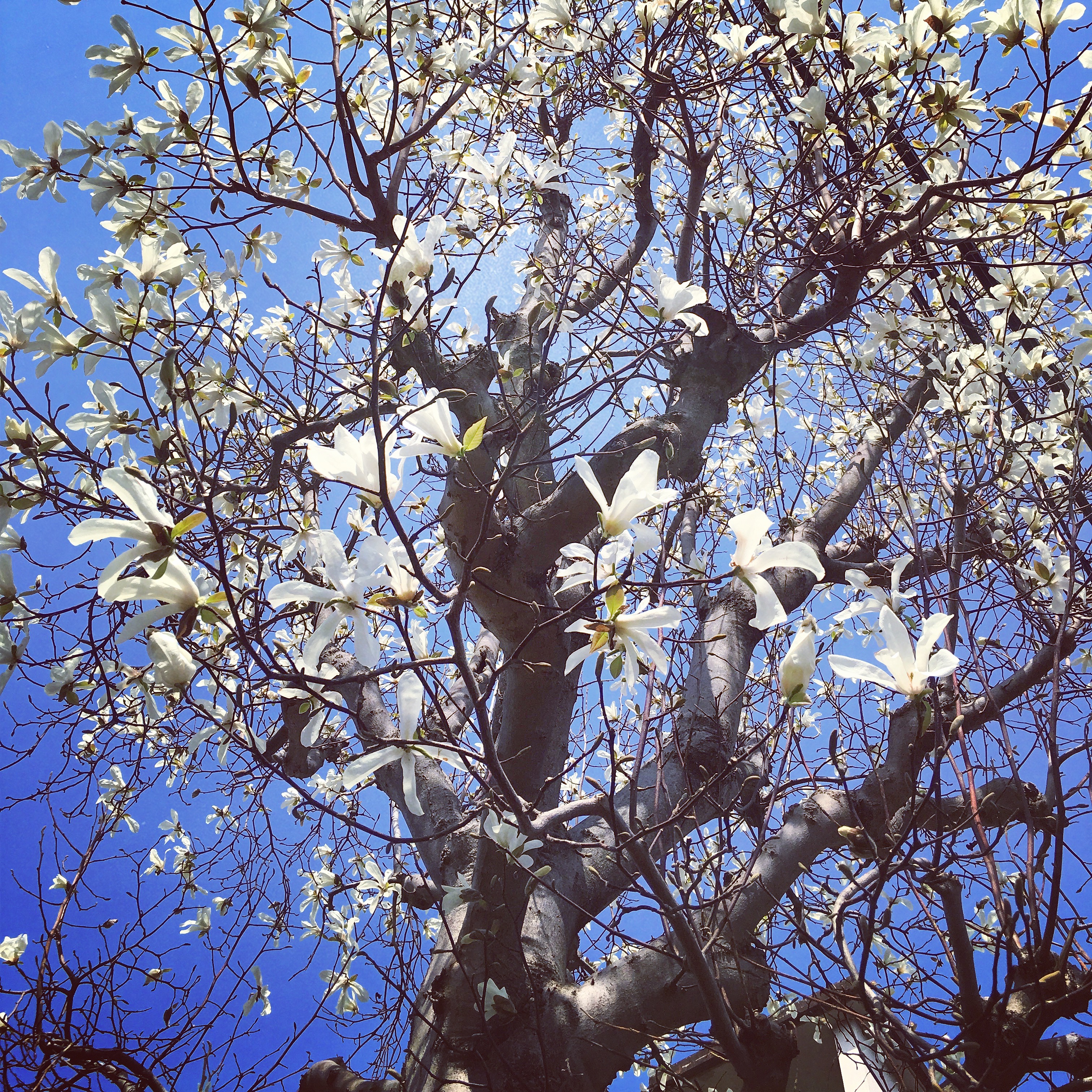 コブシの花