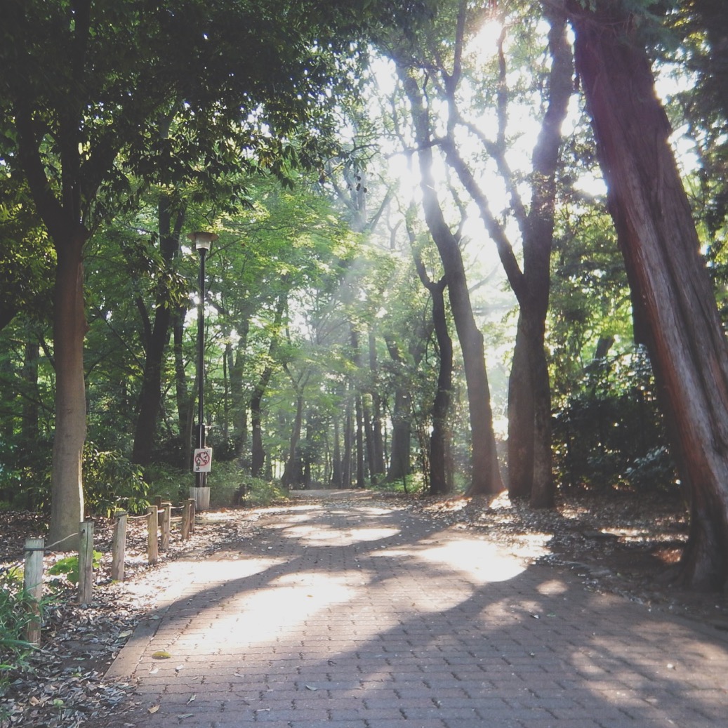 朝日の木漏れ日 とっておきの練馬 写真館 とっておきの練馬