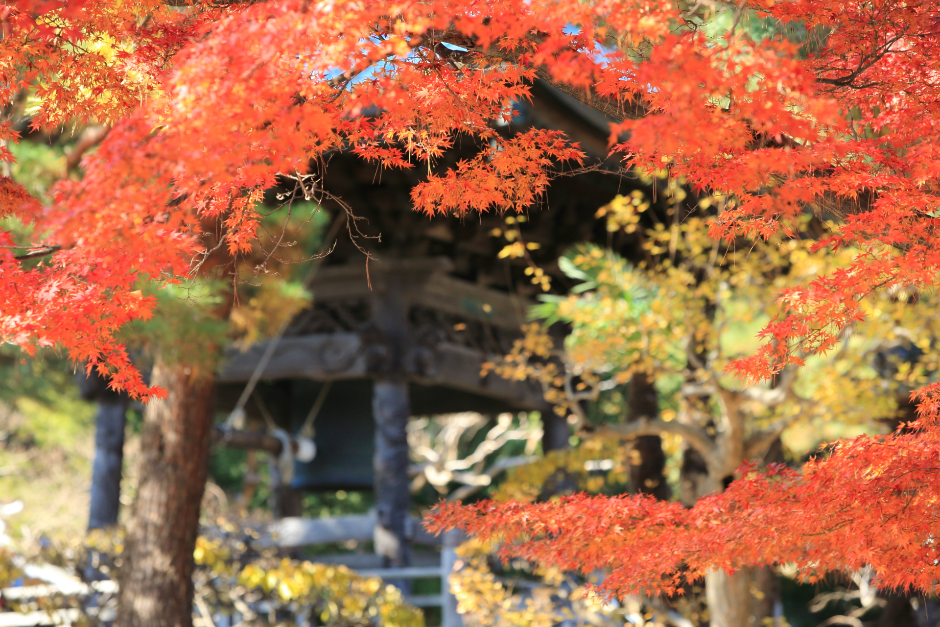三宝寺の紅葉 3