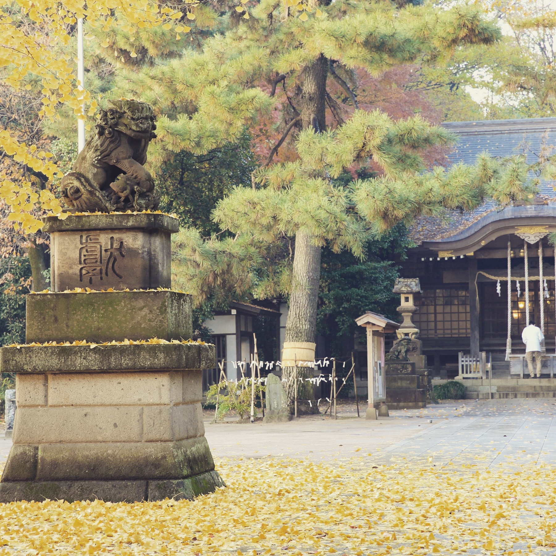 石神井氷川神社落葉 1