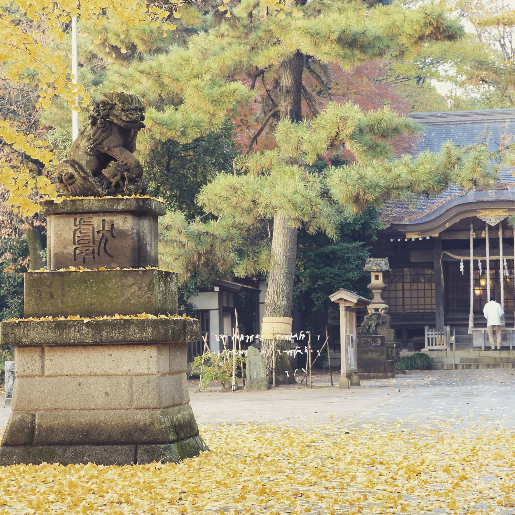 石神井氷川神社落葉