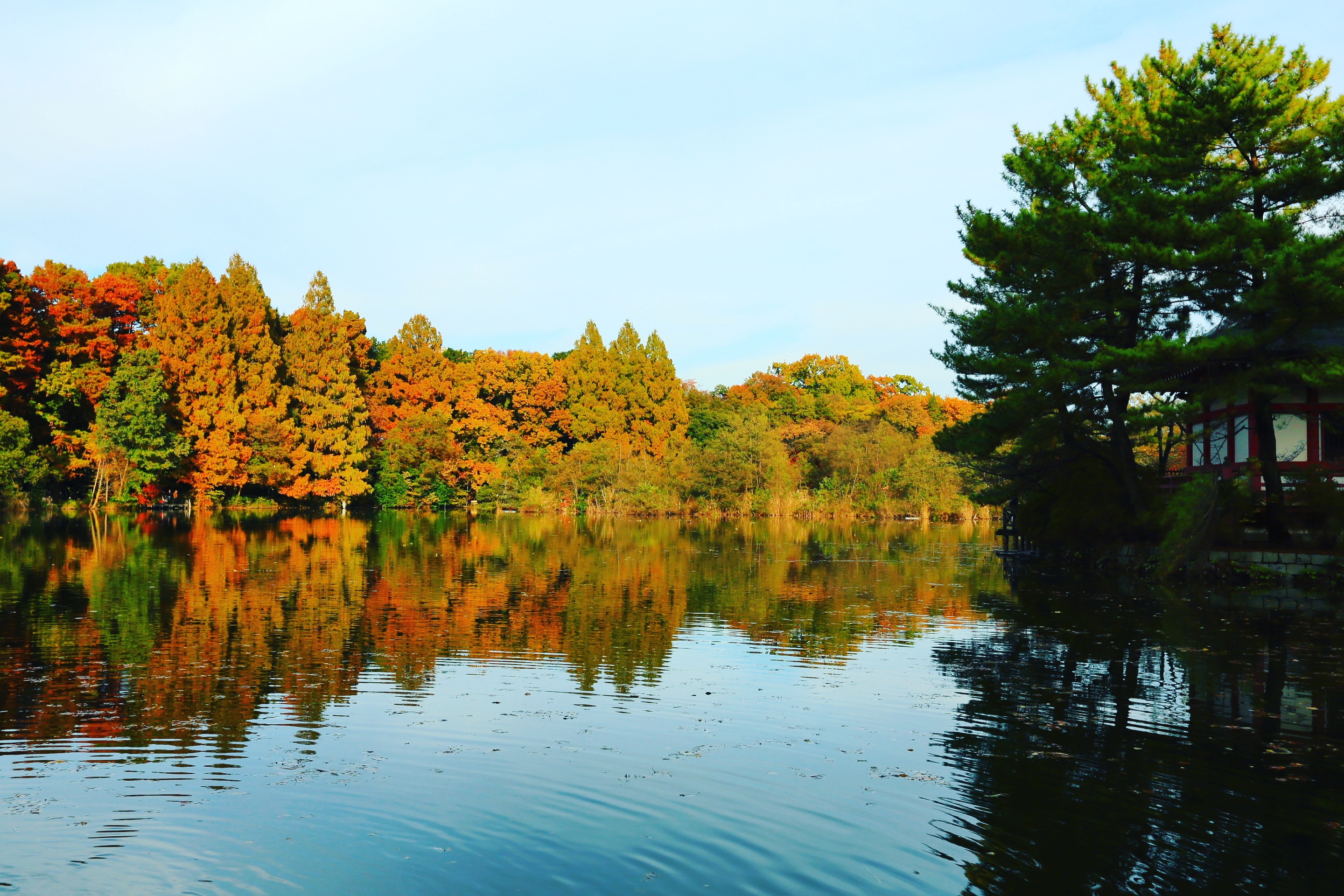 石神井公園三宝寺池