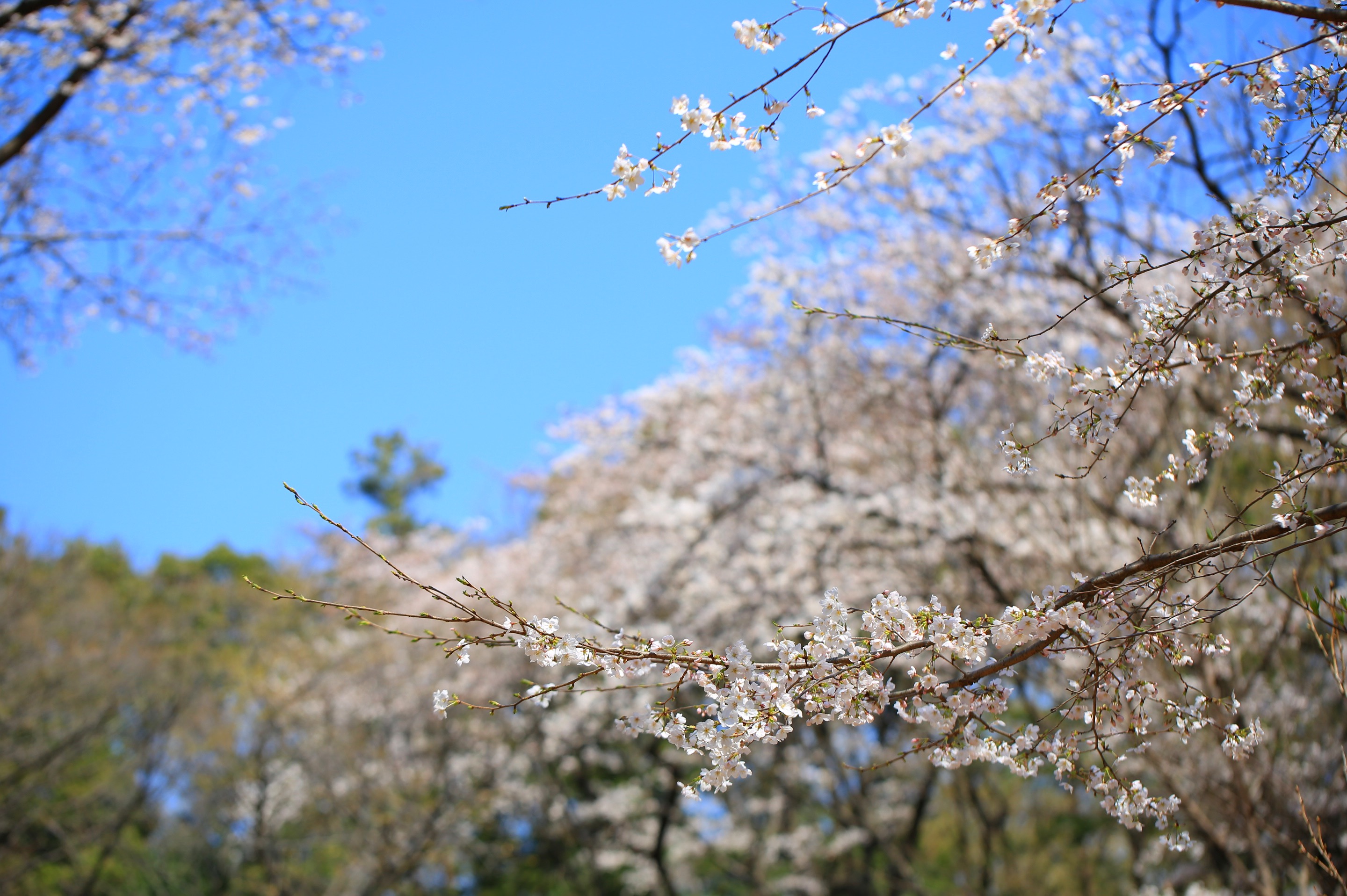 石神井公園のサクラ