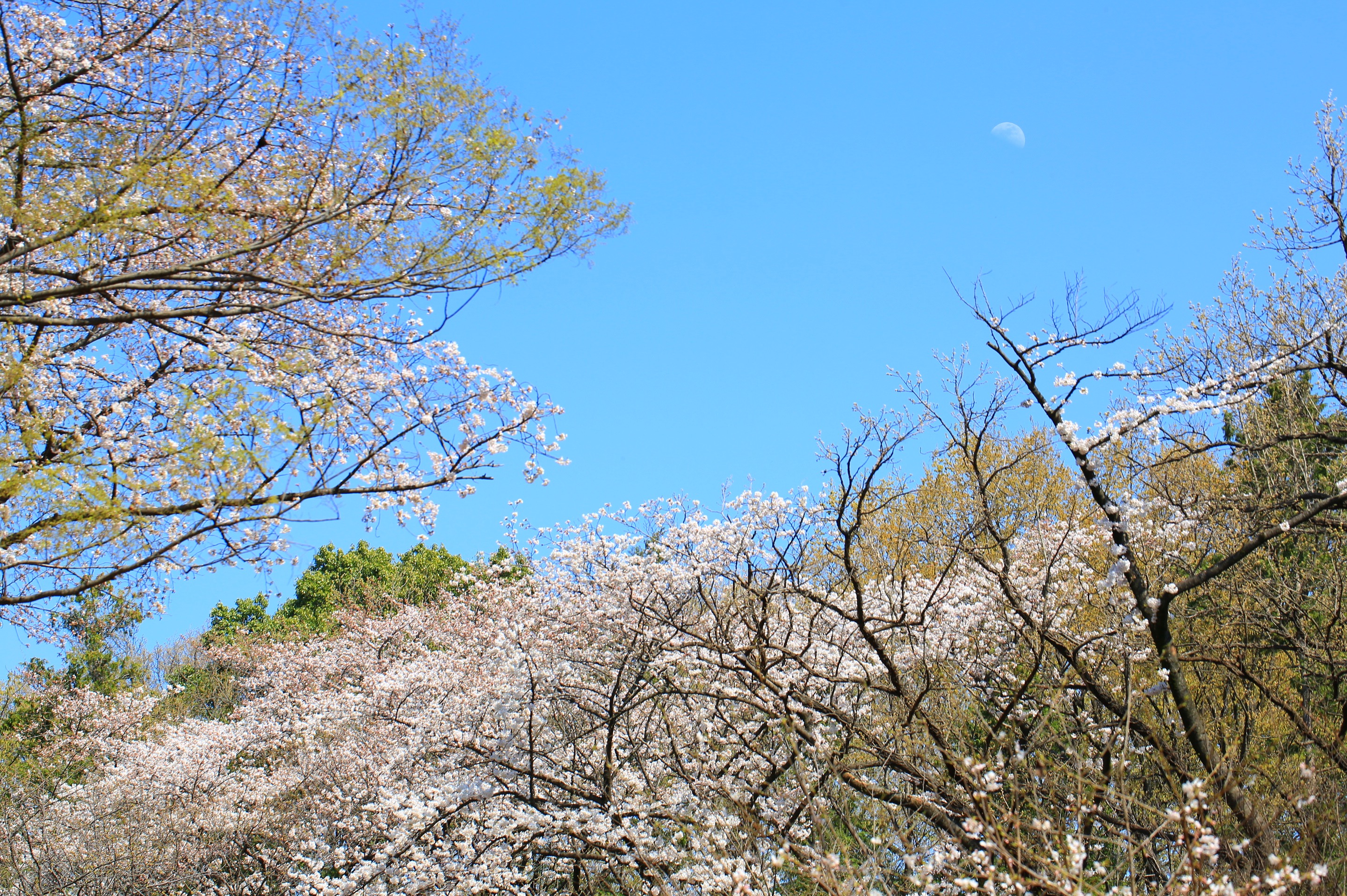 石神井公園のサクラ 2