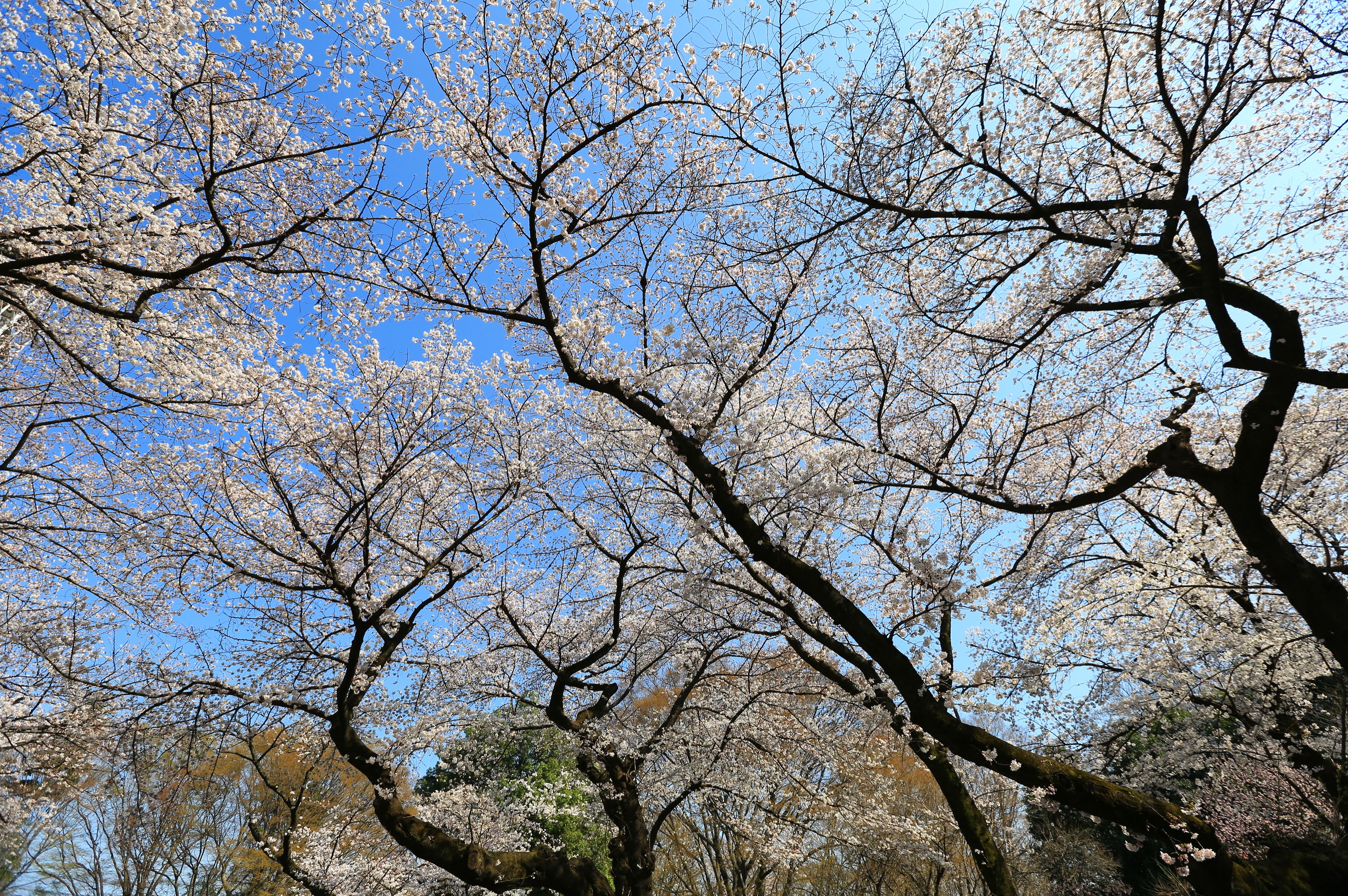 石神井公園のサクラ 3