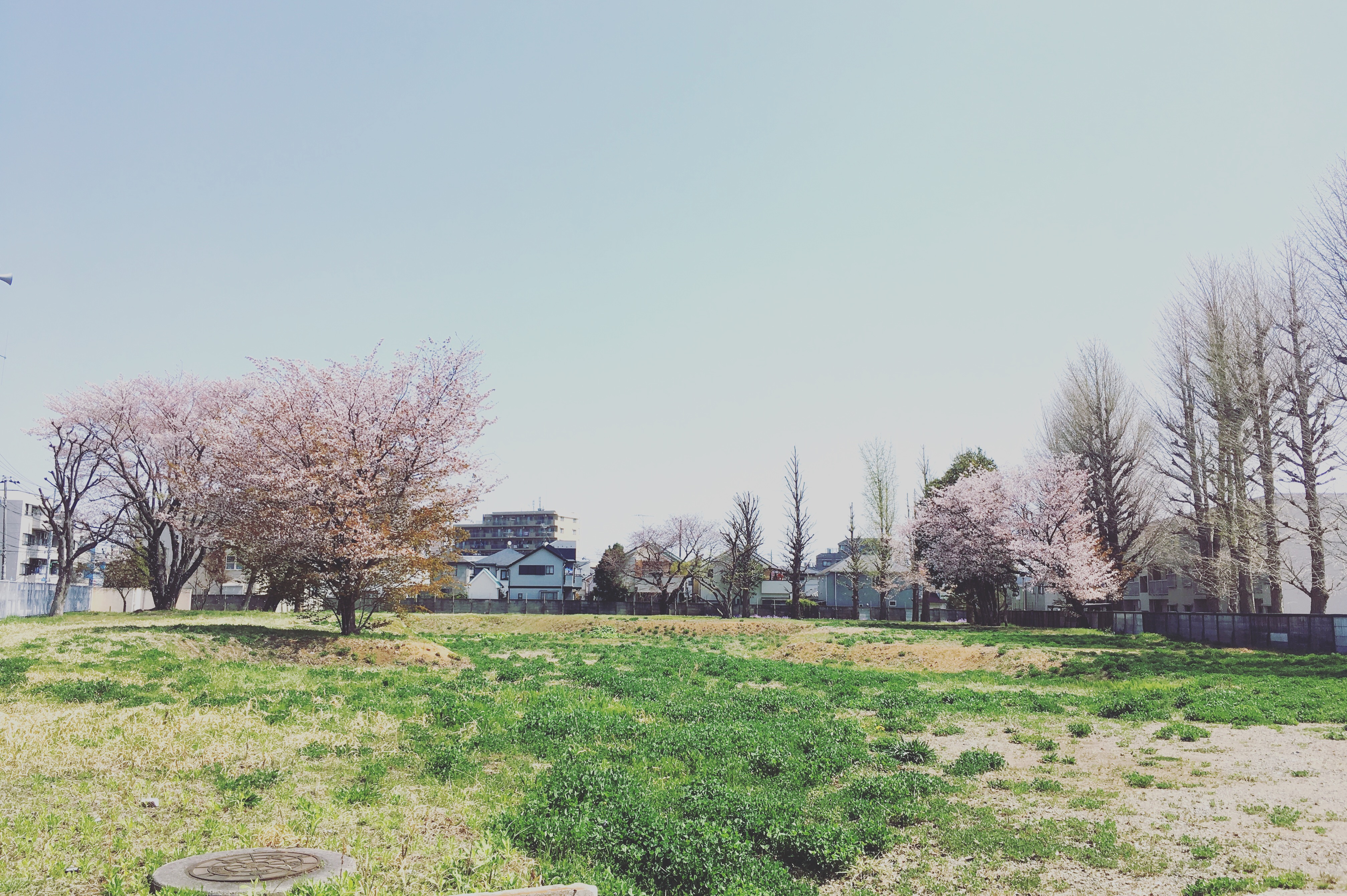 新しい公園 1