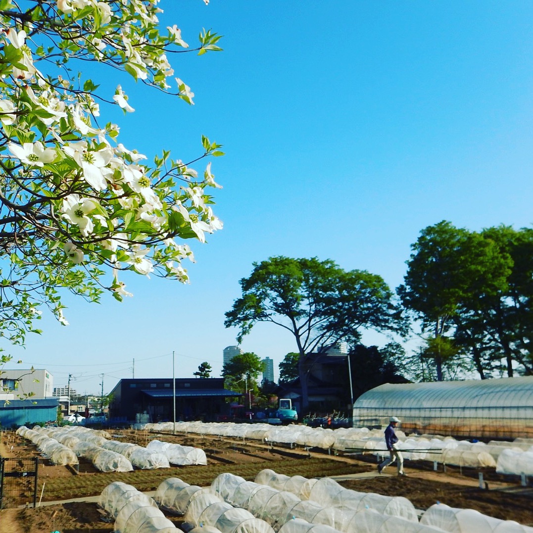 練馬区の或る日常 1