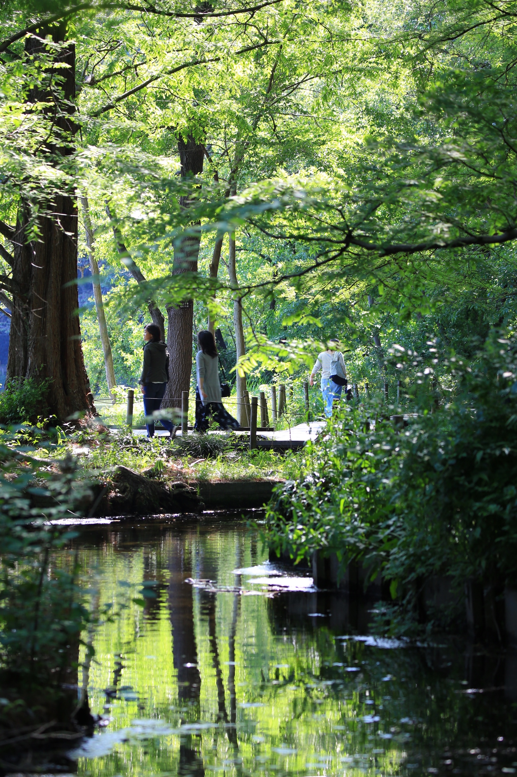 石神井公園　三宝寺池