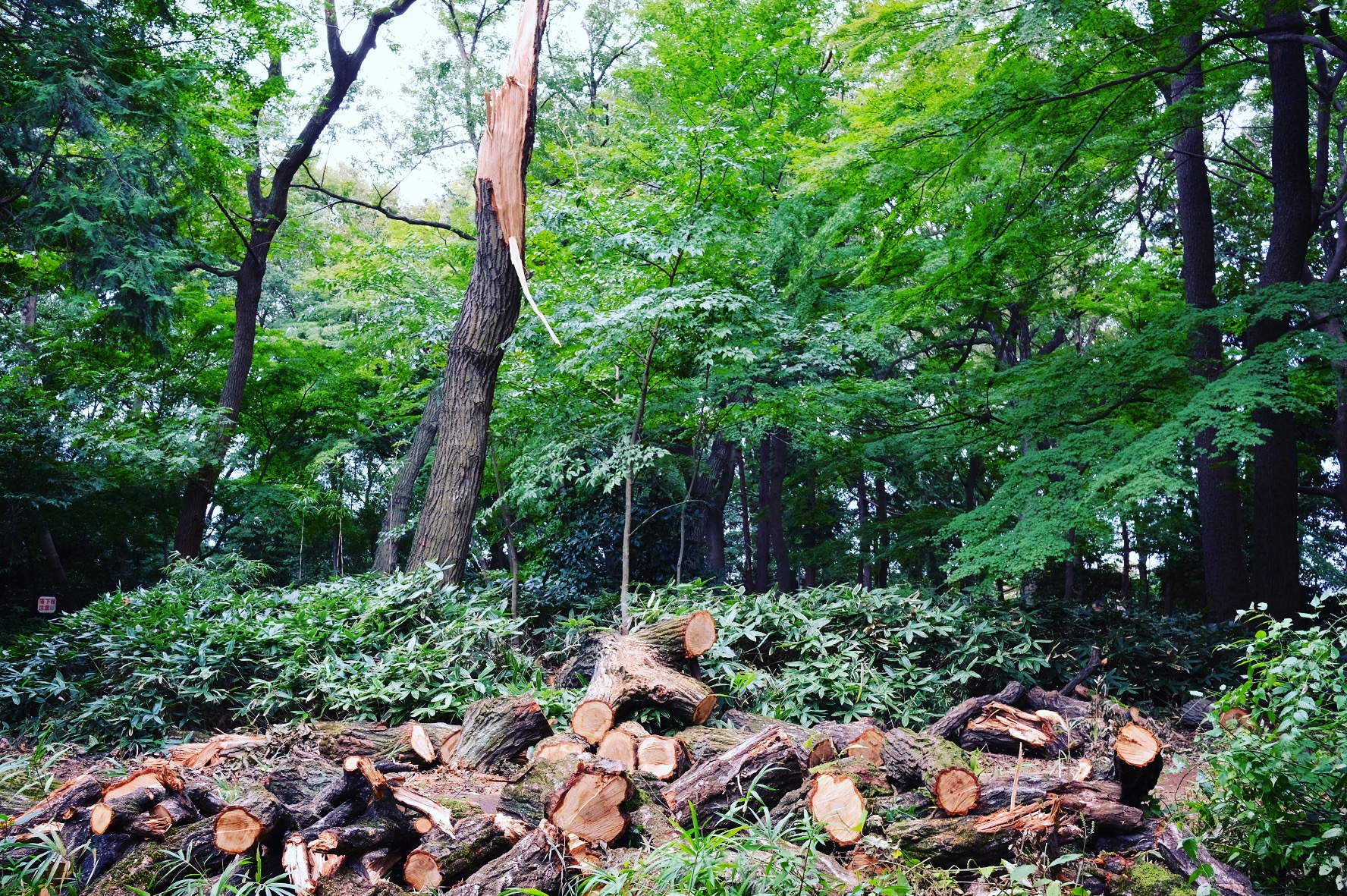 石神井公園