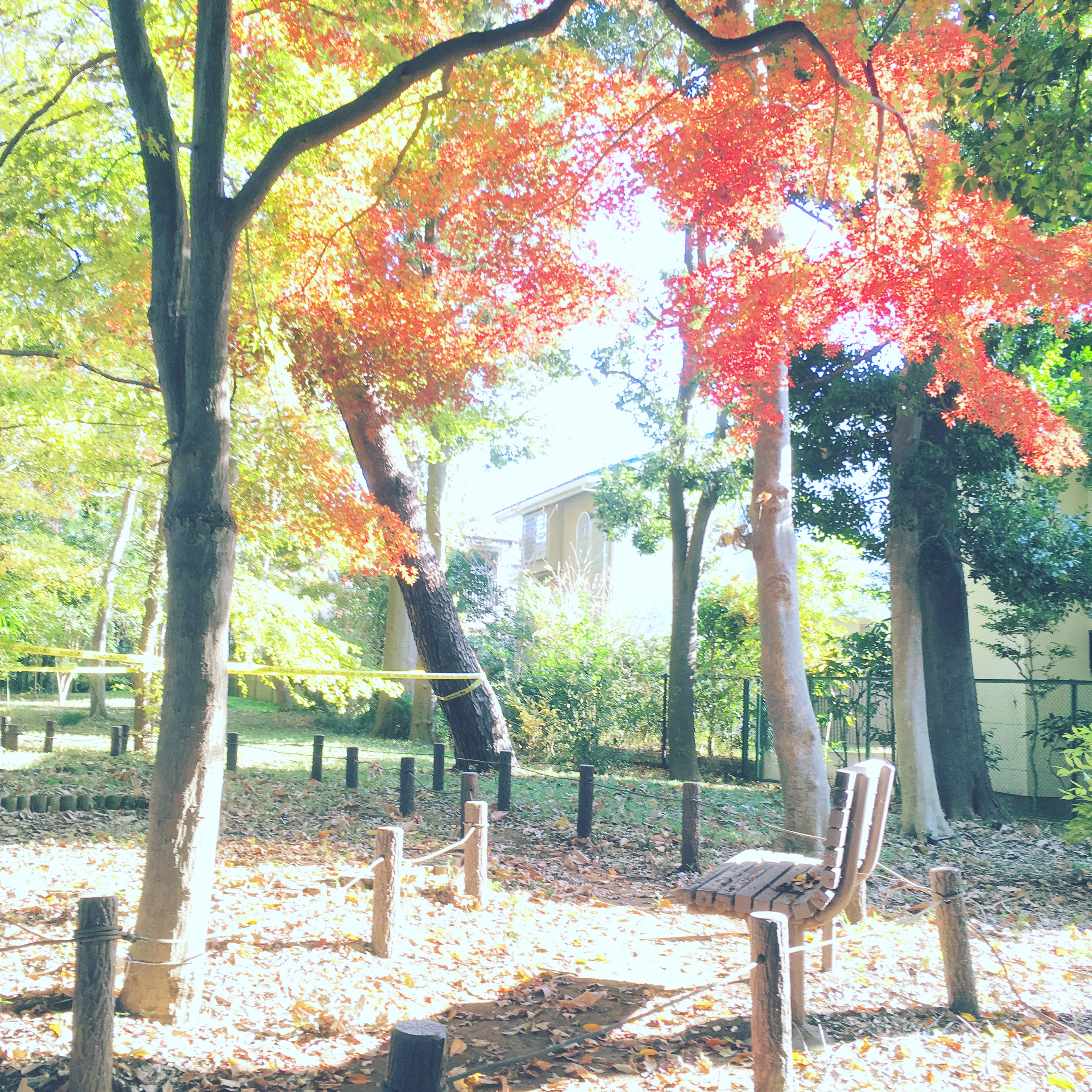 たけしたの森緑地 1