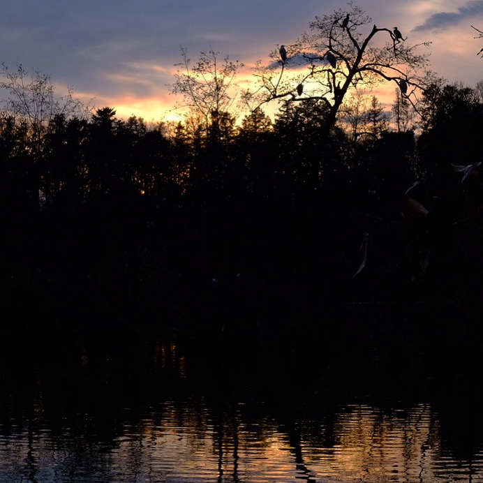 三宝寺池からの夕焼け 画像