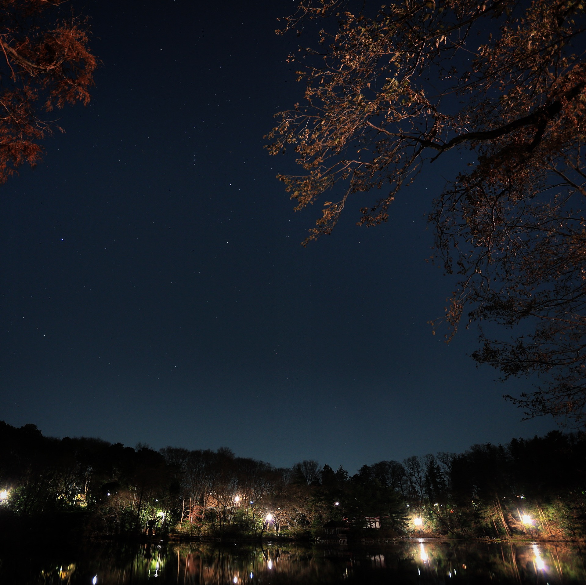 夜の三宝寺池