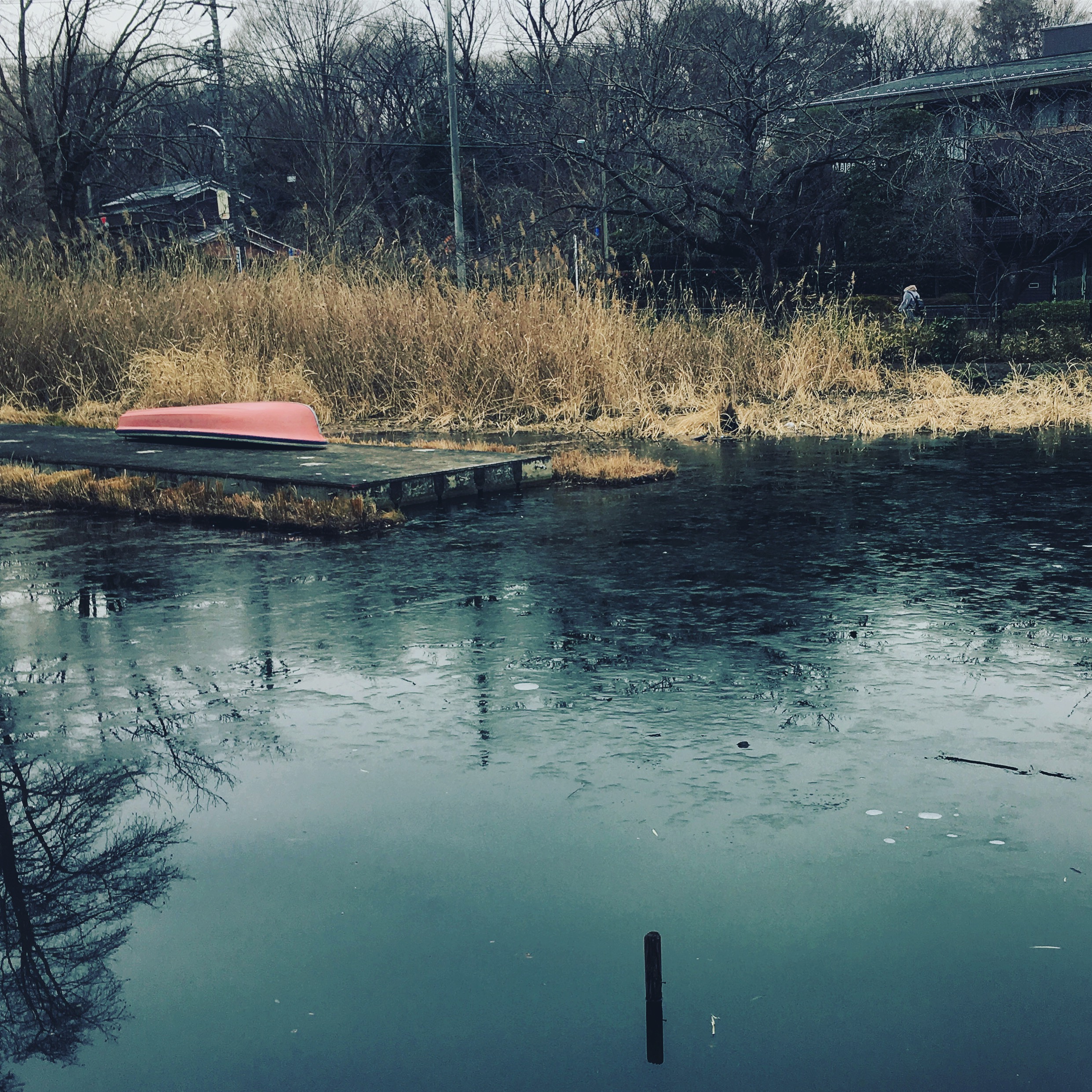 冬の石神井池