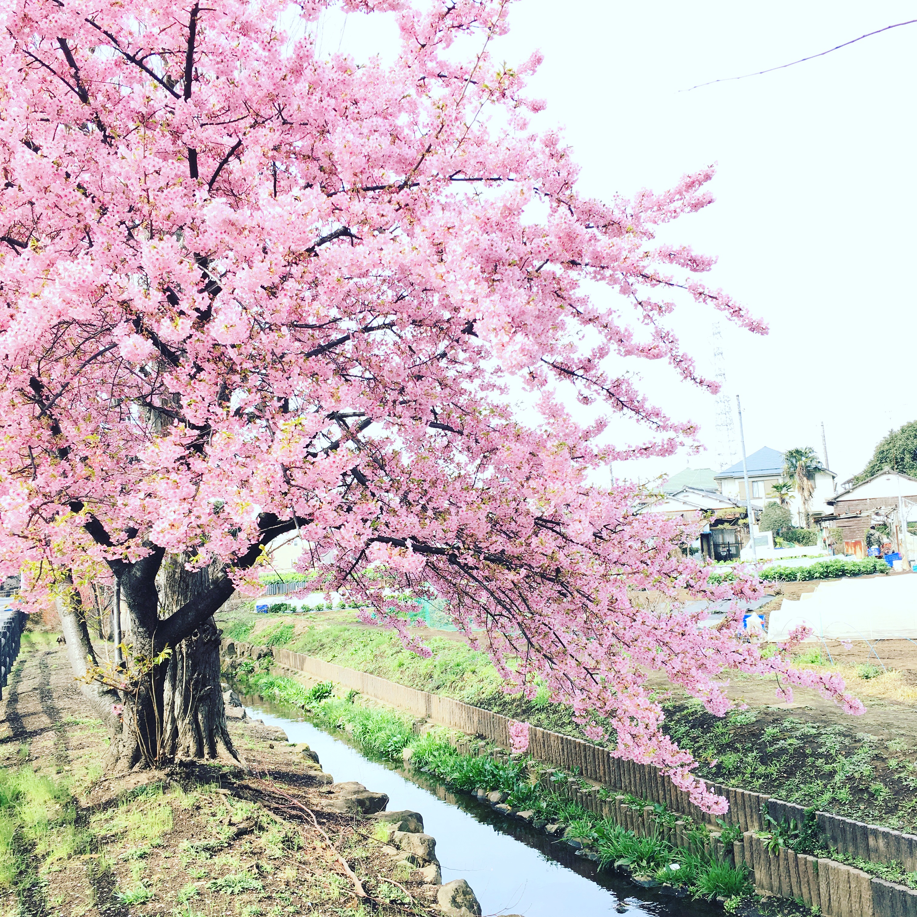 千川上水の春