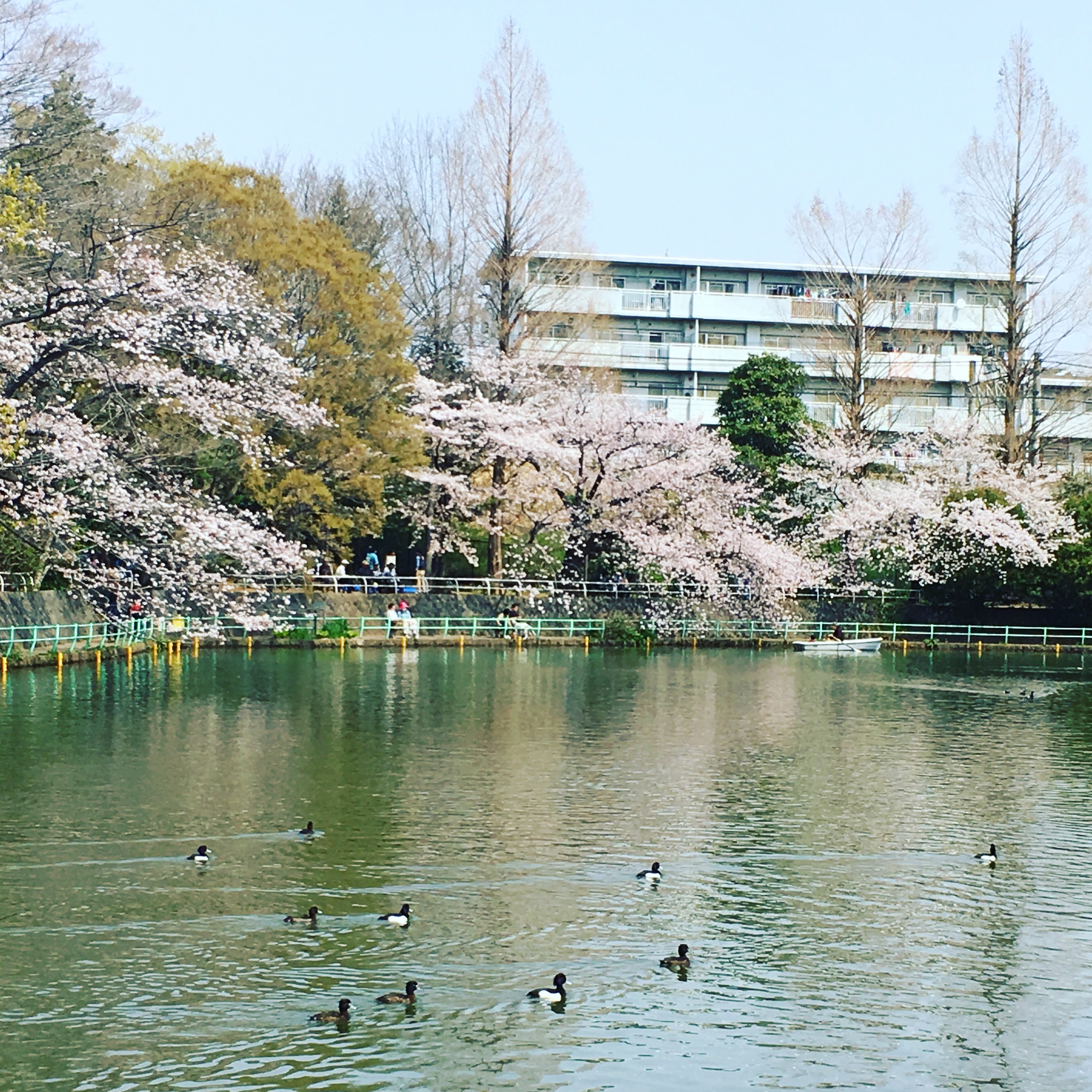 武蔵関公園の桜満開！