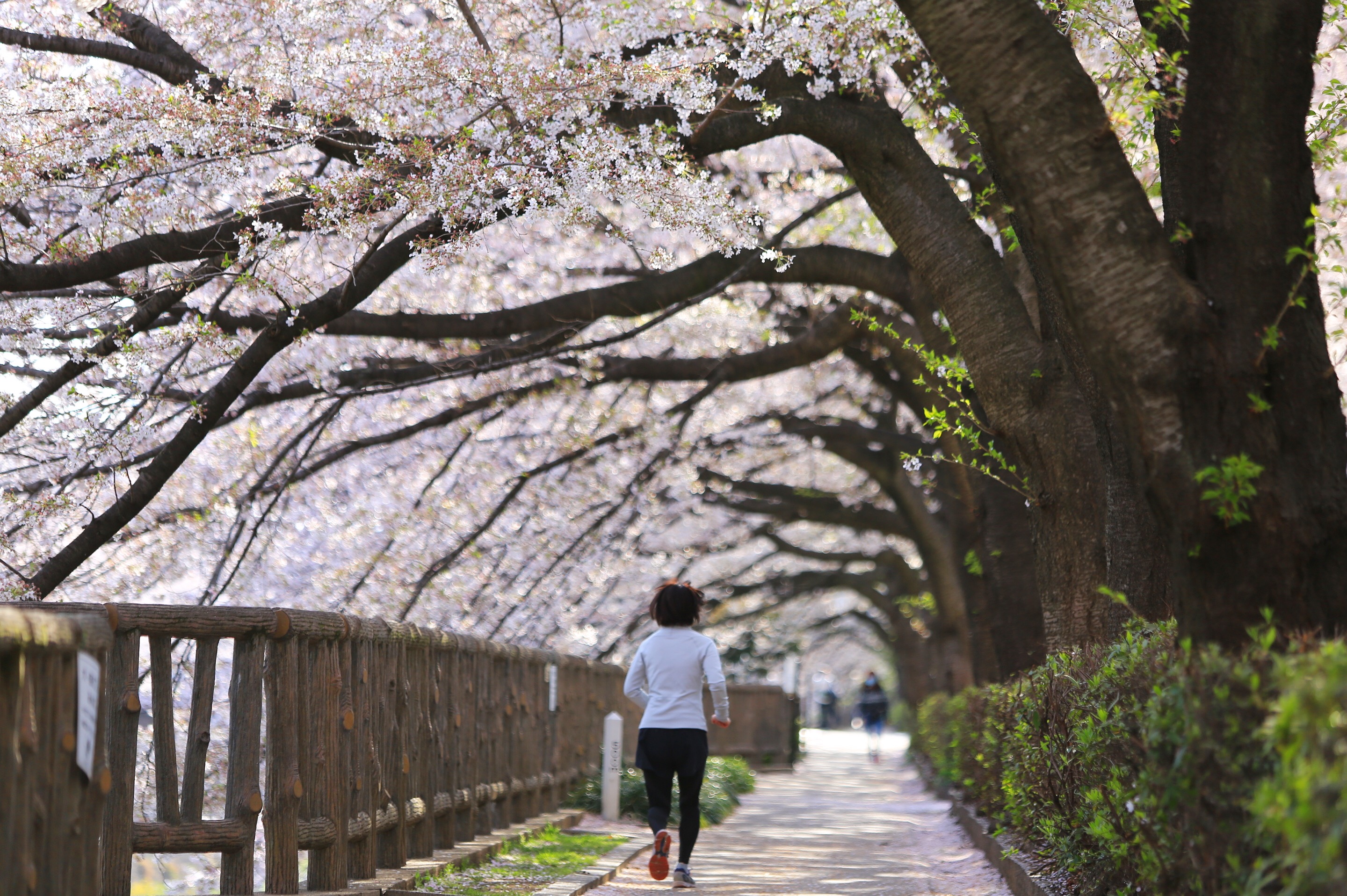 桜とランナー