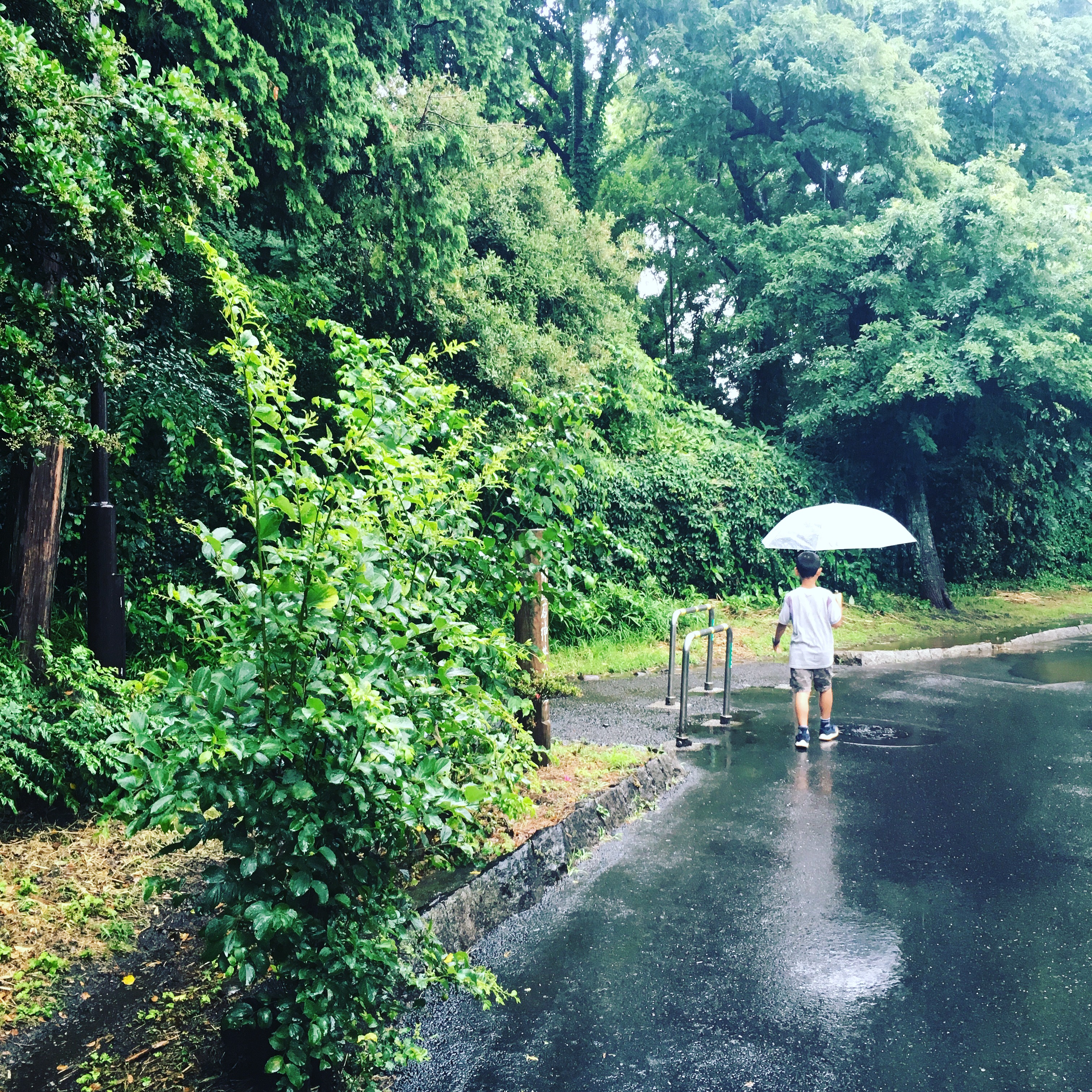 梅雨の石神井公園 画像