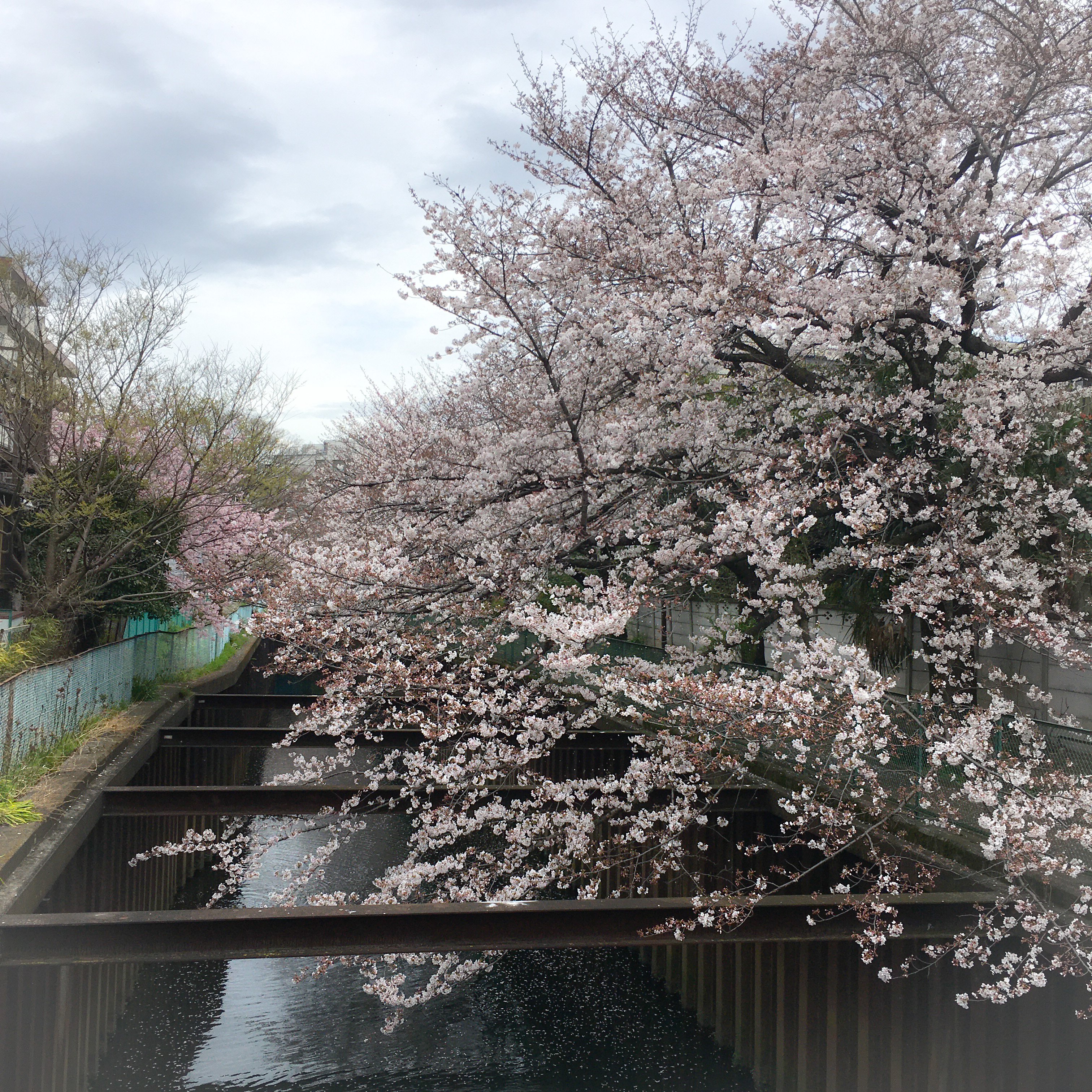 石神井川沿いの桜並木
